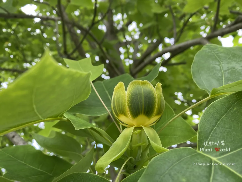 A side close-up of a cup-shaped greenish-yellow flower of a Chinese Tulip Tree, showing three soft green outer tepals curving downward and upright inner petals, surrounded by large green leaves.