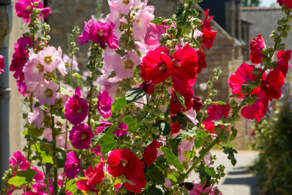 A beautiful cottage garden pathway lined with a dense, blooming cluster of pink, red, and purple hollyhock flowers under vibrant sunlight.