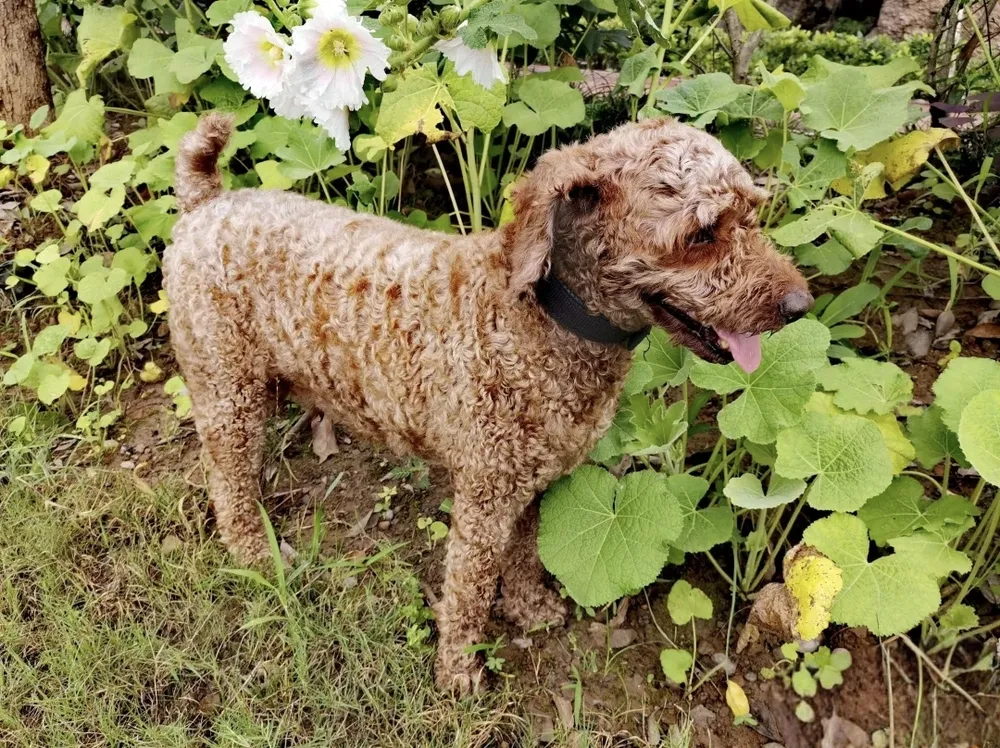 A brown curly-coated dog standing safely next to blooming white hollyhock flowers and green mallow leaves in a garden.