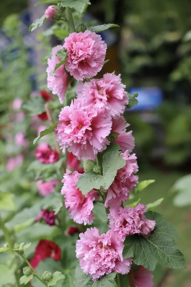 A vibrant photograph capturing a tall stalk of pink double hollyhock flowers blooming in a lush garden, showcasing their rich, ruffled petals.
