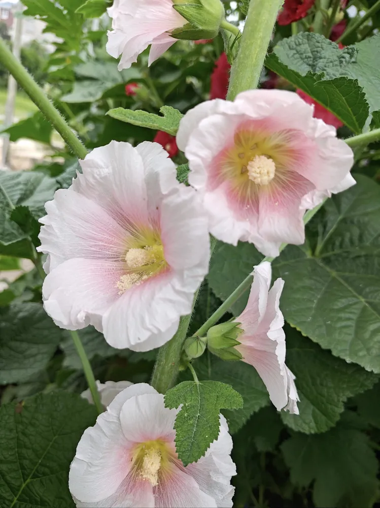 A close-up of a pink single-petal hollyhock flower with a soft pink gradient and a yellow center, symbolizing gentle love and domestic happiness.