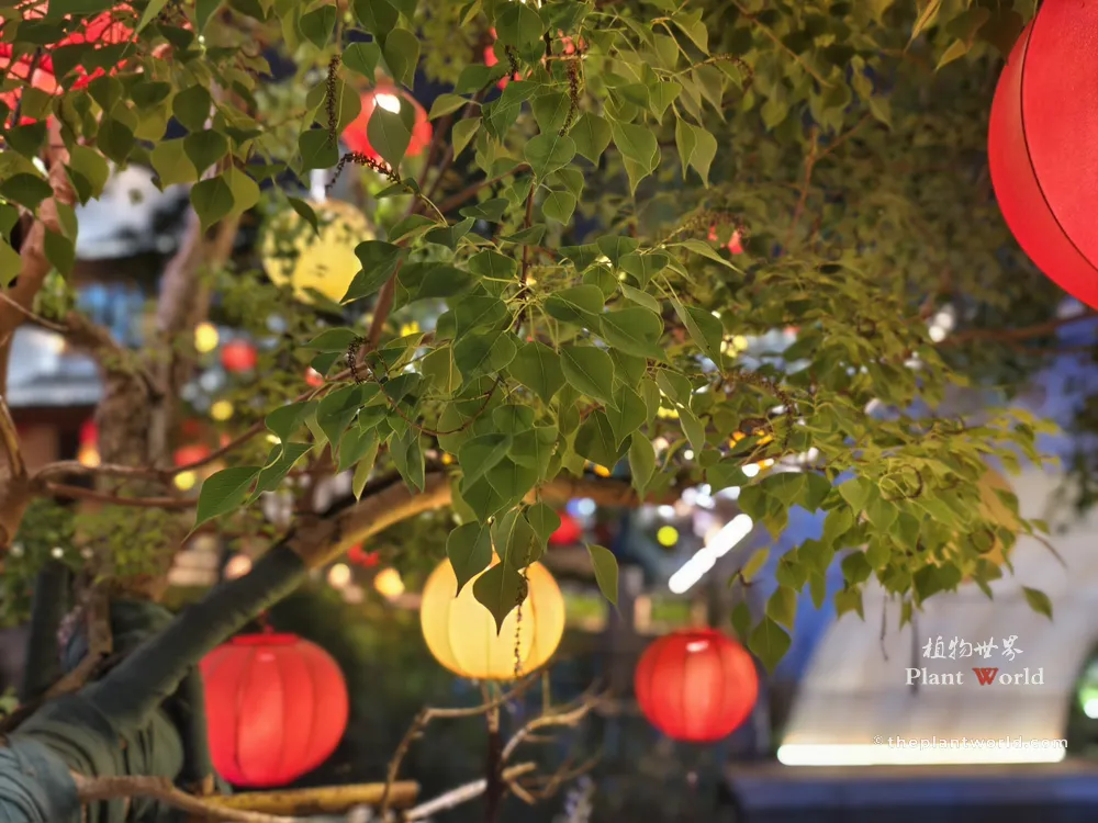 A medium shot of a Chinese tallow tree decorated with traditional red and yellow Chinese lanterns at night in Huishan Ancient Town.