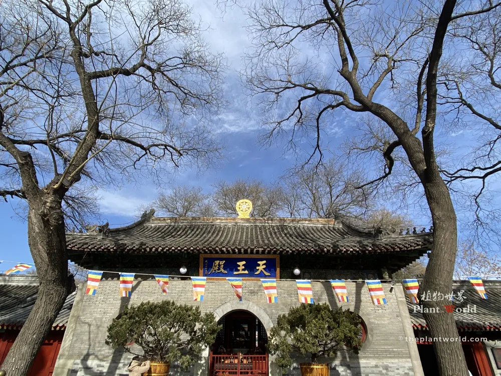 Potted Chinese Juniper (Juniperus chinensis) bonsai flanking the gate of a traditional Chinese Buddhist temple; ancient temple architecture with Buddhist prayer flags