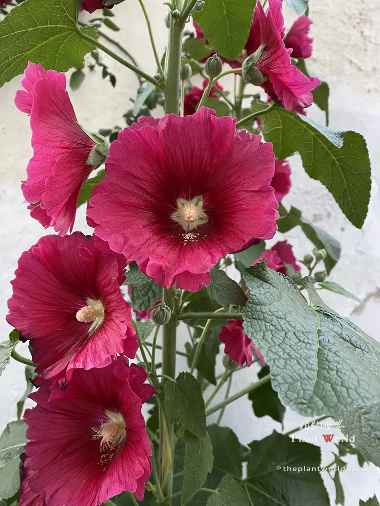 A vibrant stalk of deep red single-petal hollyhock flowers in full bloom with pale yellow centers, showcasing their bold texture against green leaves and a white wall background.