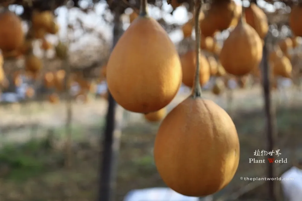 Close-up of mature yellow Trichosanthes kirilowii fruits hanging from autumn vines.