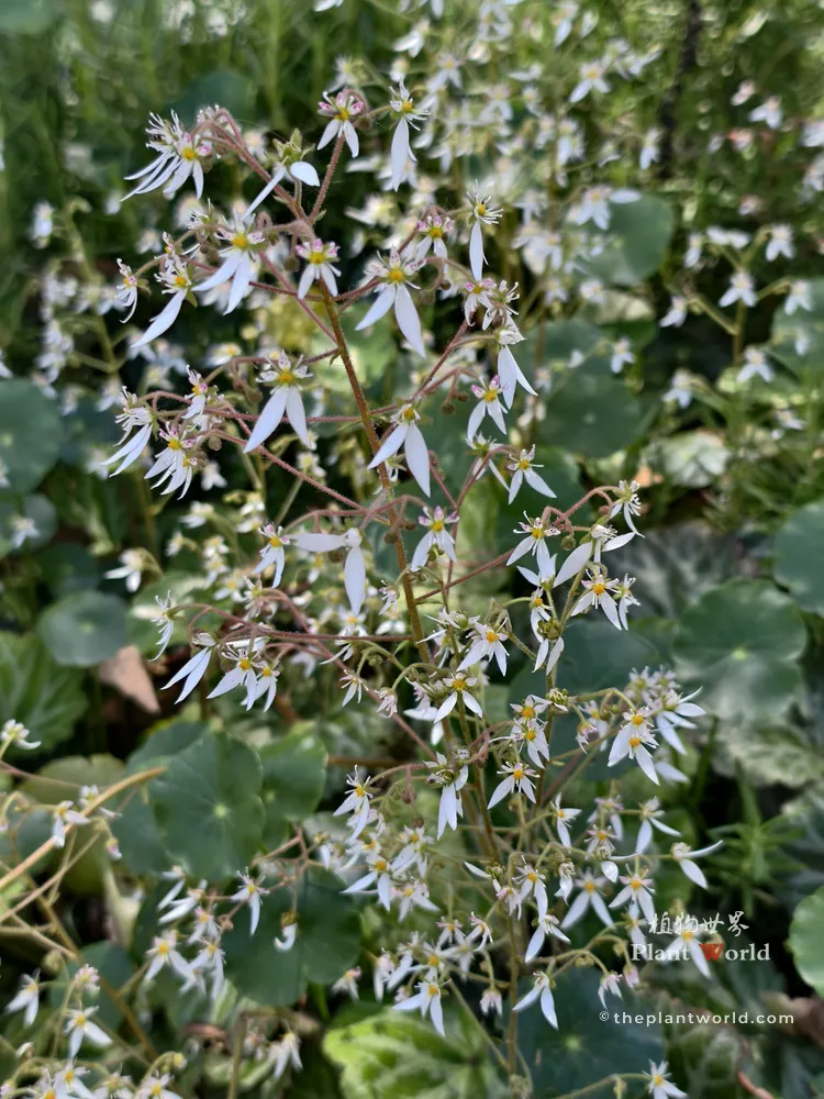 A dense cluster of white Saxifraga stolonifera flowers blooming beautifully over green garden foliage.