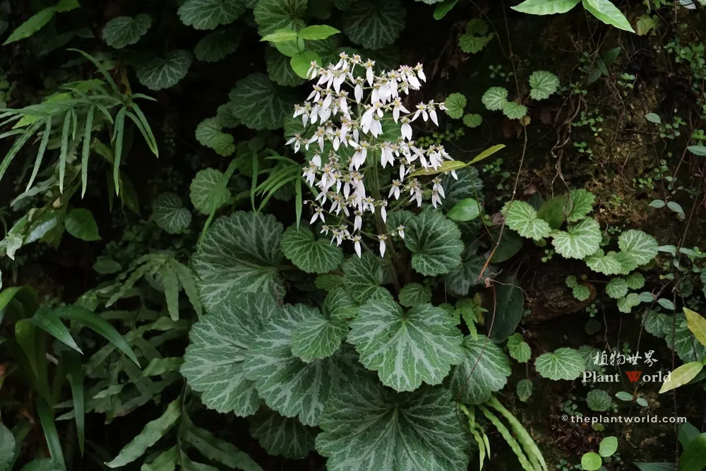 A vibrant Saxifraga stolonifera plant blooming with delicate white flowers and distinctive silver-veined green leaves in a shaded woodland environment.
