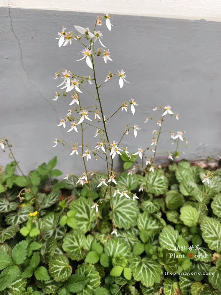 Saxifraga stolonifera blooming with tall white flowers against a grey wall in a traditional Chinese courtyard garden.
