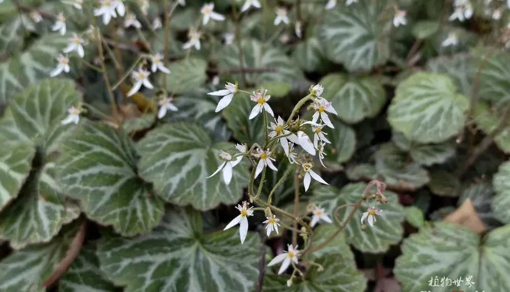 A blooming Saxifraga stolonifera plant showing both its delicate white flowers and fuzzy silver-veined leaves.