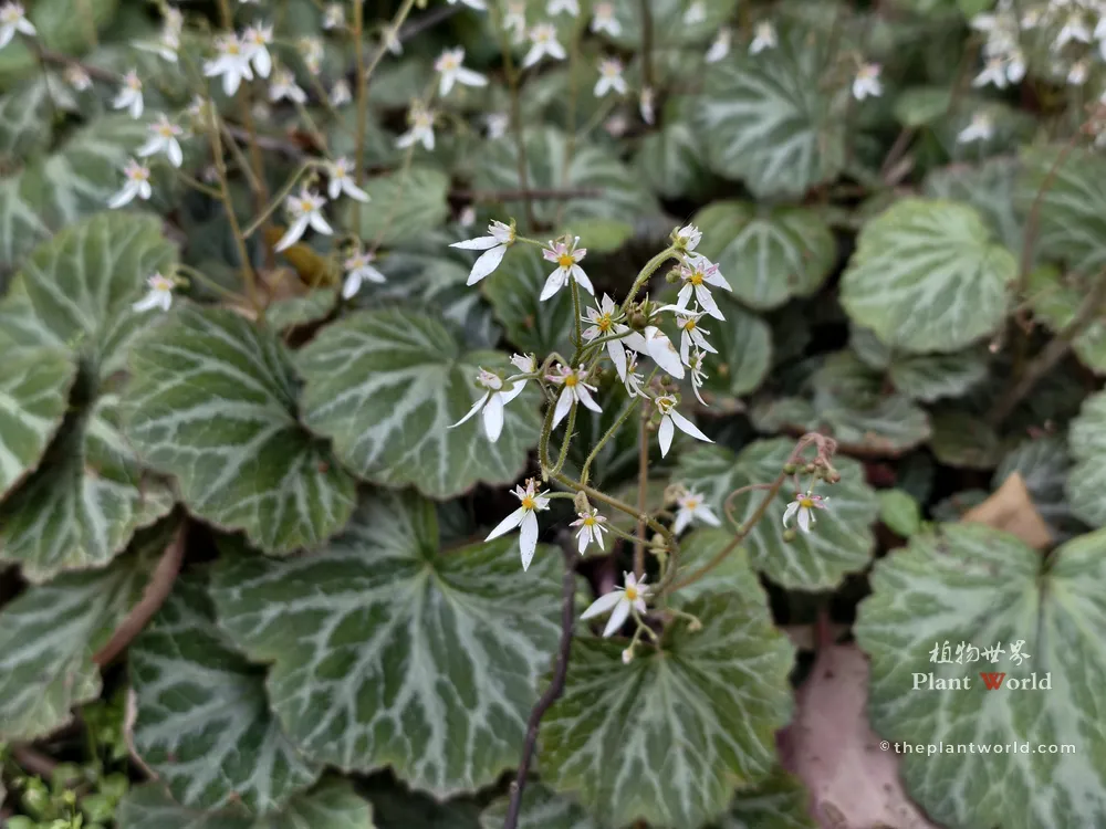 A blooming Saxifraga stolonifera plant showing both its delicate white flowers and fuzzy silver-veined leaves.