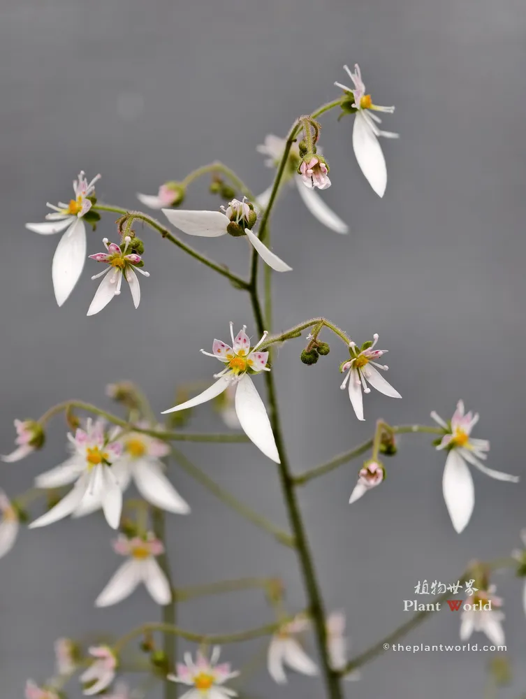 A high-resolution macro photograph of multiple delicate Saxifraga stolonifera flowers, displaying the unique floral structure with three spotted upper petals, two long white lower petals, and yellow anthers against a soft grey background.