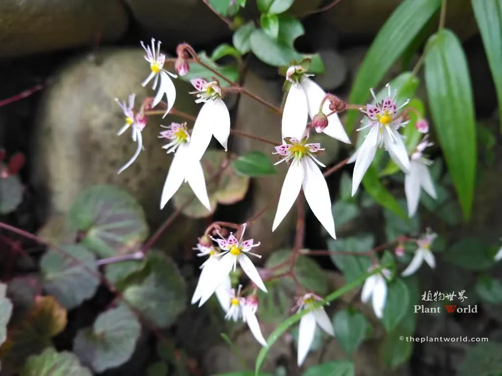 White Saxifraga stolonifera flowers blooming next to garden stones and green bamboo leaves.