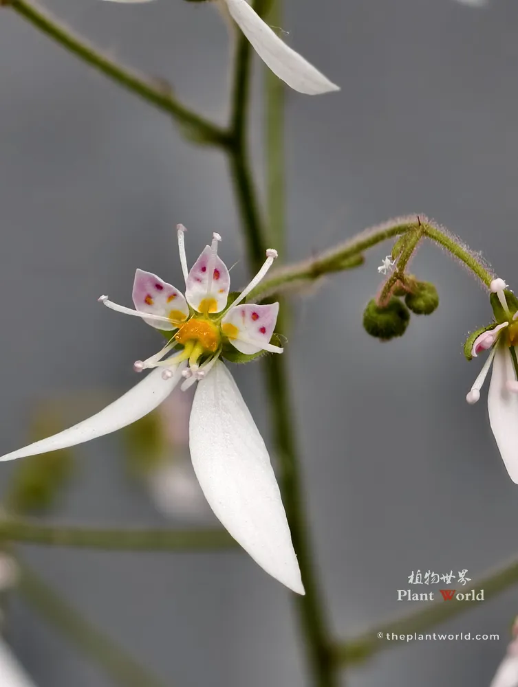 A macro shot of a single Saxifraga stolonifera flower with tiny pink spots and long white petals.