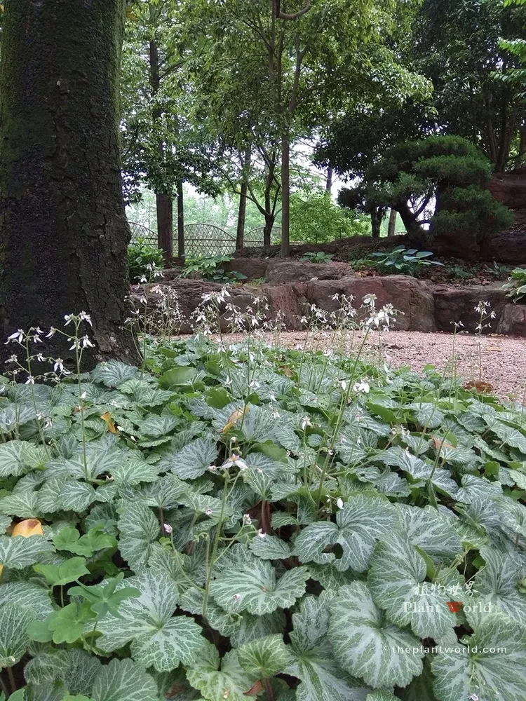 A dense green carpet of Saxifraga stolonifera plants growing under a large tree canopy in a shade garden.