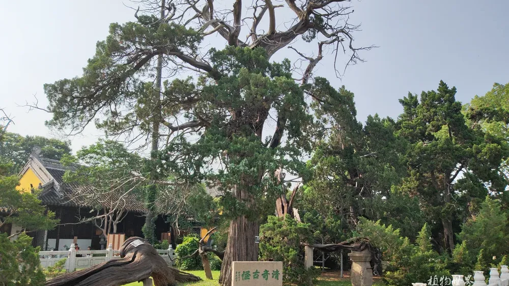 Ancient Chinese Juniper trees (Juniperus chinensis), the famous Qing, Qi, Gu, Guai ancient cypresses at Situ Temple in Guangfu, Suzhou, Jiangsu, China
