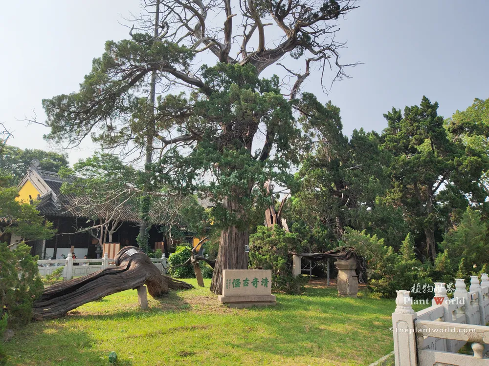 Ancient Chinese Juniper trees (Juniperus chinensis), the famous Qing, Qi, Gu, Guai ancient cypresses at Situ Temple in Guangfu, Suzhou, Jiangsu, China