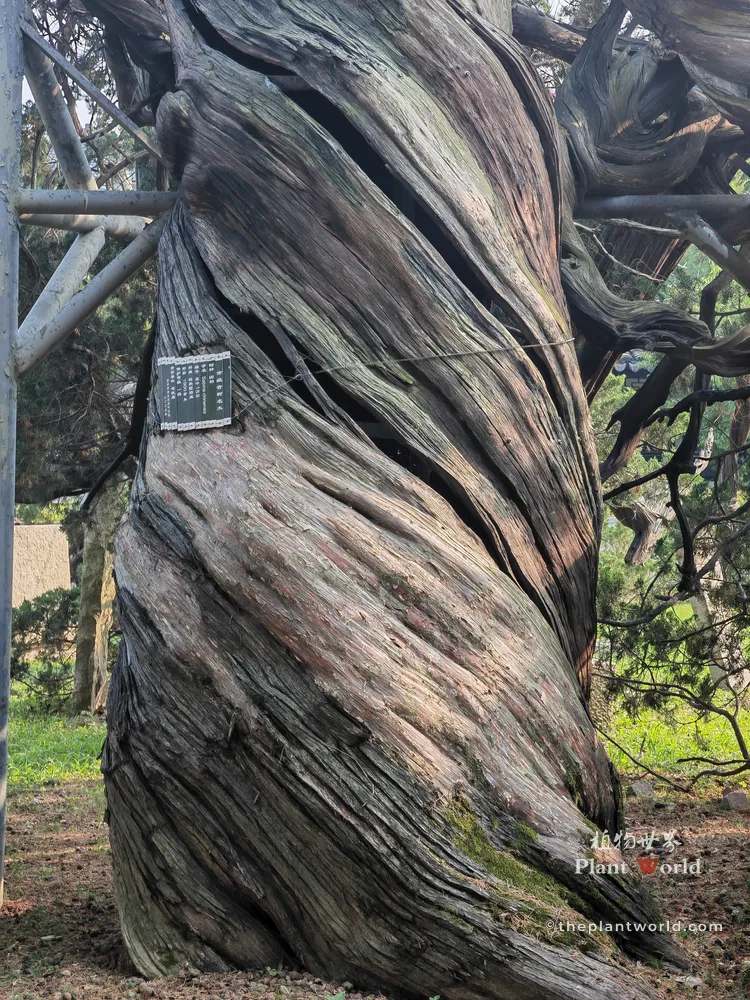 Gu (Ancient), the spiraling ancient Chinese Juniper (Juniperus chinensis) at Situ Temple, Guangfu Suzhou, one of the famed four ancient junipers Qing, Qi, Gu, Guai