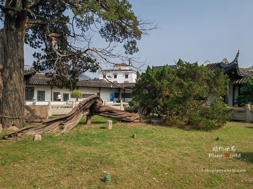 Guai (Strange), the sprawling dragon-shaped ancient Chinese Juniper (Juniperus chinensis) at Situ Temple, Guangfu Suzhou, one of the famous Qing, Qi, Gu, Guai ancient cypresses