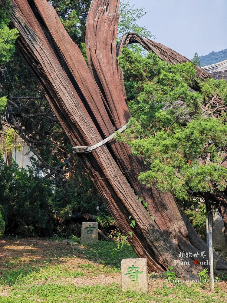 Qi, the lightning-split ancient Chinese Juniper (Juniperus chinensis) at Situ Temple, Guangfu Suzhou, one of the famous Qing, Qi, Gu, Guai ancient cypresses