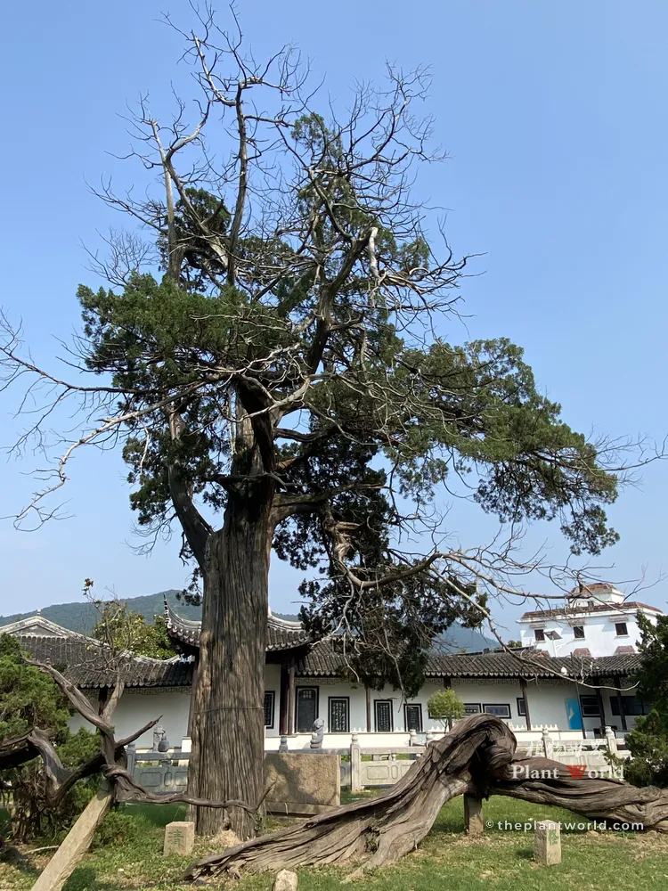 Qing (Clear), the upright ancient Chinese Juniper (Juniperus chinensis) at Situ Temple, Guangfu Suzhou, one of the famous four ancient junipers Qing, Qi, Gu, Guai