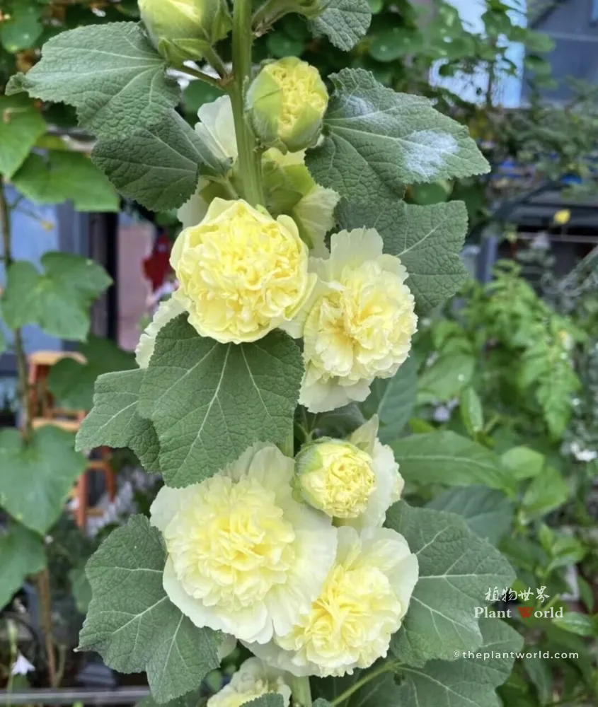 A vibrant photograph capturing a towering stalk of soft, sunny yellow double hollyhock flowers with intricate ruffles and dense petals, blooming in a lush garden.