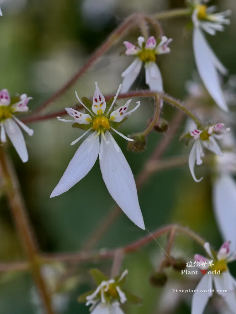 A close-up shot of a Strawberry Begonia flower highlighting the unique red dots and yellow centers.
