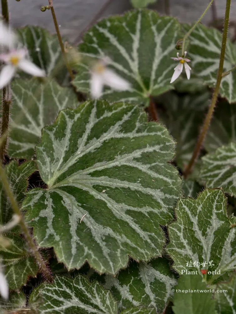 A close-up shot of the fuzzy green leaves with silver veins on a Strawberry Begonia plant.