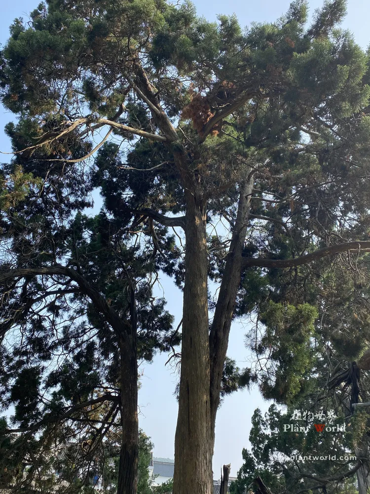 Tall mature Chinese Juniper (Juniperus chinensis), upright ancient evergreen conifer with thick textured trunk and sprawling layered foliage, classic Chinese garden cypress