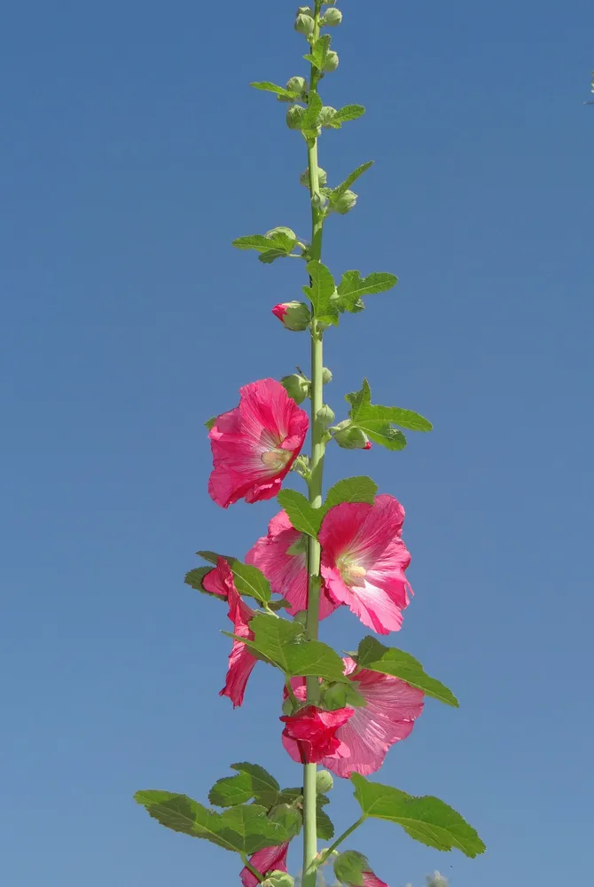A vibrant botanical photograph capturing a towering, perfectly straight single stalk of red hollyhock flowers reaching high into a clear blue sky, showing open blooms below and unburst buds on top.