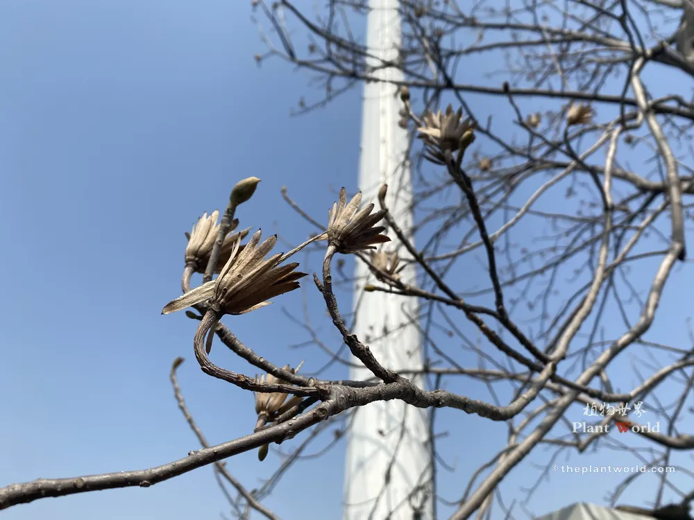 A close-up of several dried, woody aggregate fruits of a tulip tree (Liriodendron) persisting on bare branches against a clear blue sky and a blurred white tower.
