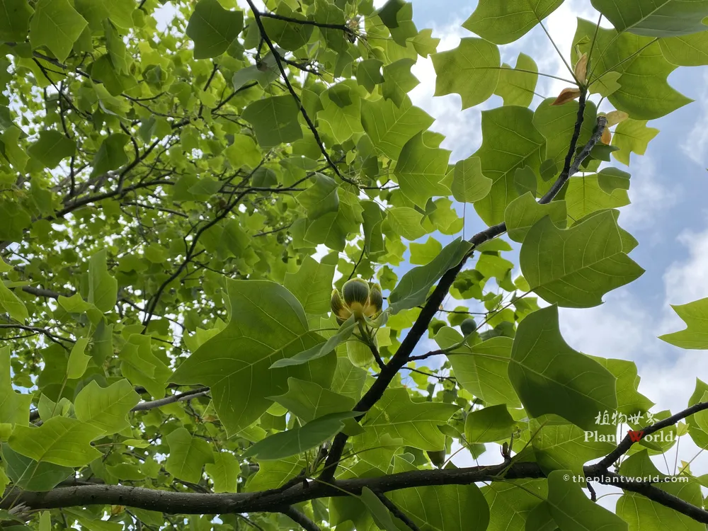 A low-angle view looking up into a tulip tree (Liriodendron) canopy, showcasing a young flower bud surrounded by vibrant green, coat-shaped leaves against a partly cloudy sky.