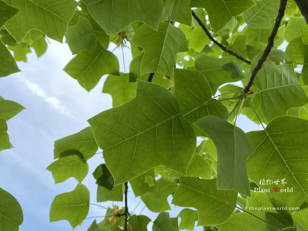 A low-angle shot looking up at the vibrant green, coat-shaped leaves of a tulip tree (Liriodendron) against a bright blue sky with faint flowers visible in the canopy.