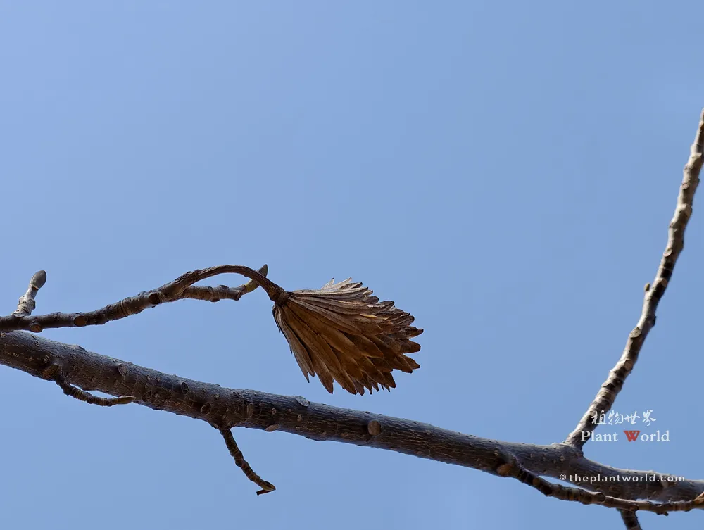 A detailed close-up of a single dried, cone-shaped aggregate fruit of a tulip tree hanging from a bare branch against a solid clear blue sky.