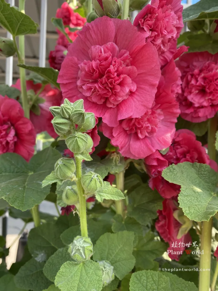 A vivid photograph capturing a towering stalk of intense crimson red double hollyhock flowers with peony-like ruffles, blooming in a lush garden.