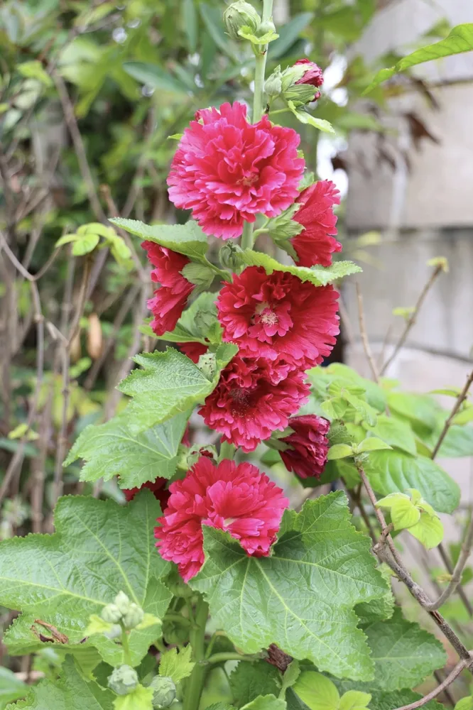 A vibrant botanical photograph capturing a towering stalk of crimson red double hollyhock flowers blooming in a lush garden, showcasing their rich, ruffled, peony-like petals.
