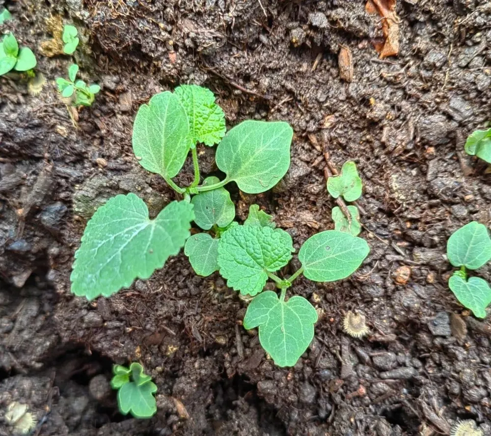 Young green hollyhock seedlings growing from rich soil, showing distinct heart-shaped true leaves with serrated edges.