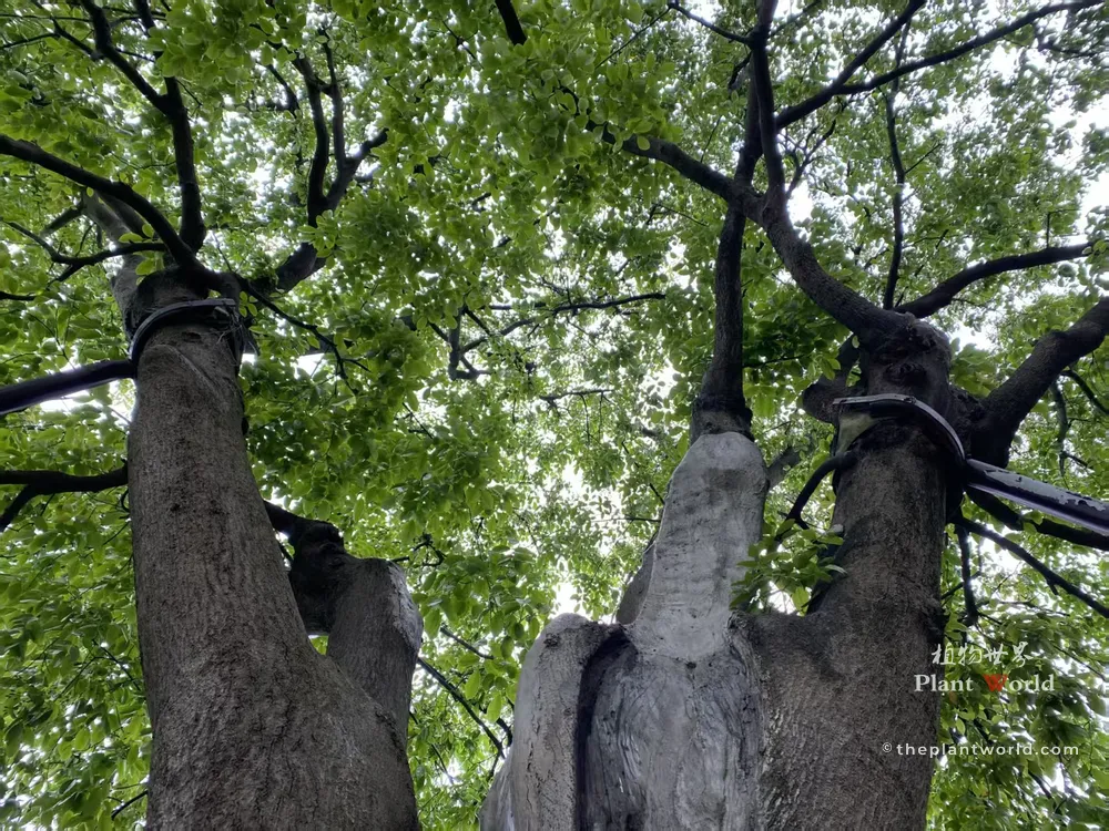 Low angle view of the 1500-year-old ancient Hongdou tree (Ormosia hosiei) with lush green canopy in Jiangyin, Jiangsu, China.
