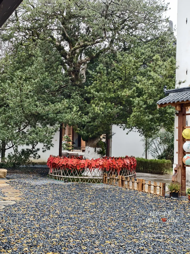 An 840-year-old ancient Buddhist Pine tree (Podocarpus macrophyllus) with a massive gnarled trunk surrounded by red blessing tags in Jinxi Ancient Town, Suzhou.