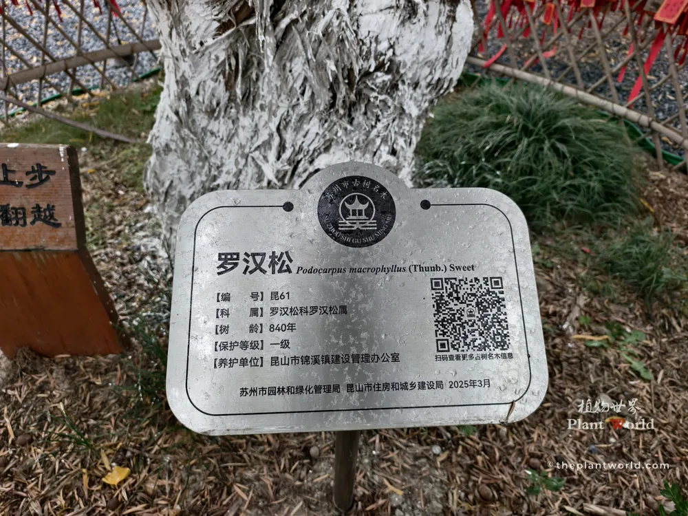 An official government plaque in Jinxi, Suzhou, confirming the Buddhist Pine (Podocarpus macrophyllus) tree is 840 years old.