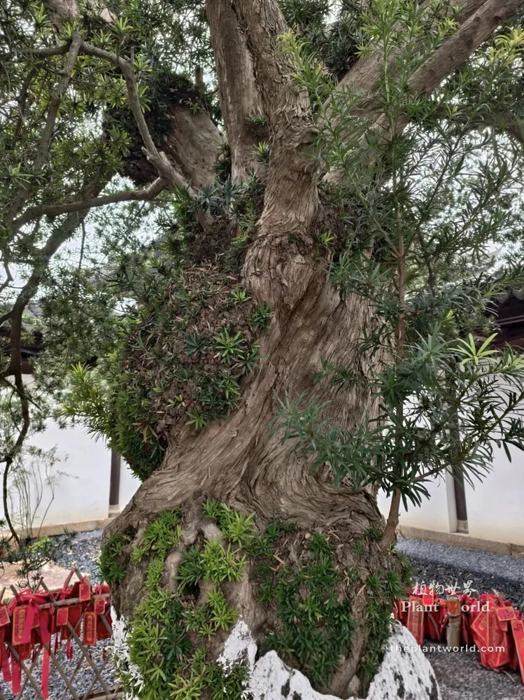 Close-up of the gnarled, twisted trunk and massive burls of an 840-year-old Buddhist Pine in Jinxi Ancient Town.
