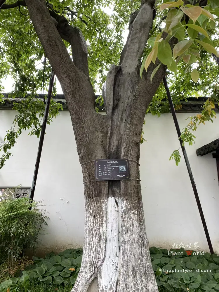 365-year-old ancient Ormosia hosiei (Red Bean Tree) at Zeng Garden, Changshu, Jiangsu, traditional Jiangnan courtyard