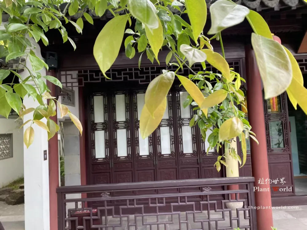 Fresh young leaves of Ormosia hosiei in Zeng Garden, Zeng-Zhao Garden, paired with traditional Jiangnan wooden architecture