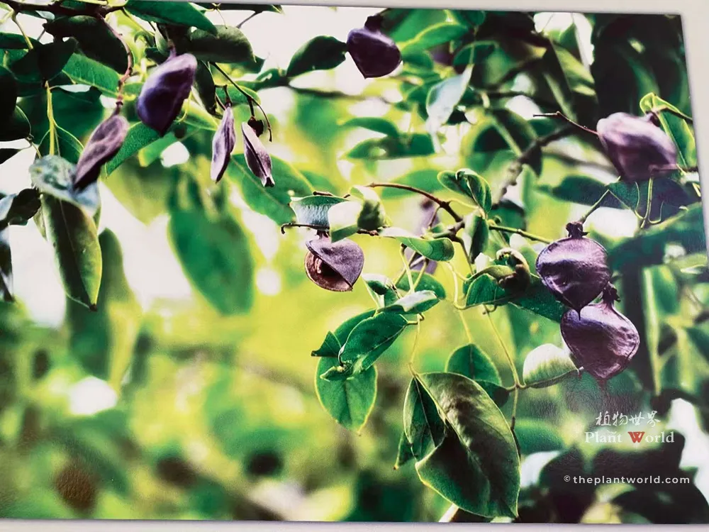 Mature dark purple seed pods of the 1500-year-old Ormosia hosiei (Red Bean Tree) in Gushan, Jiangyin