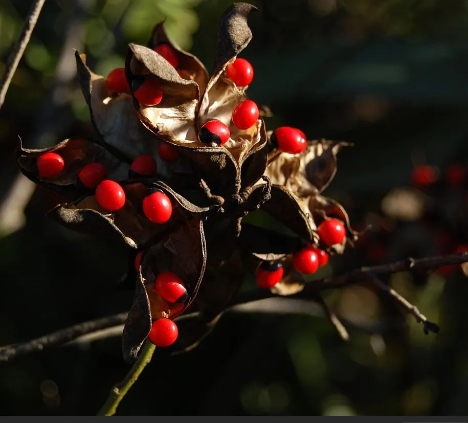 Open seed pods displaying the distinctive bright red seeds with black bases of Abrus precatorius, commonly known as rosary pea or crab's eye.