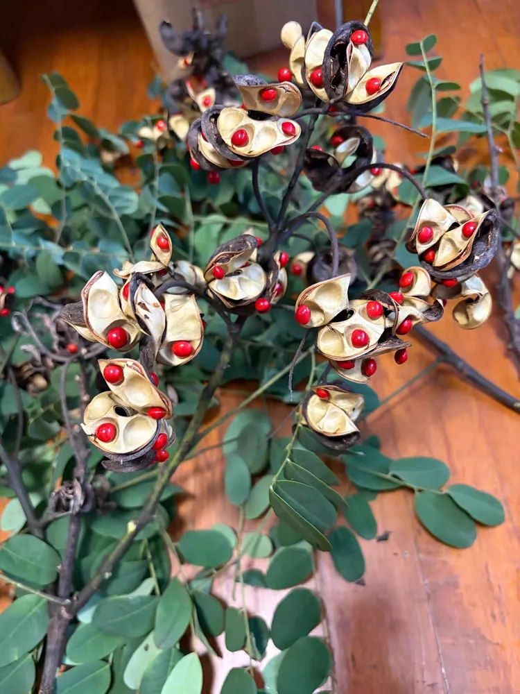 Bright red seeds of Adenanthera pavonina (red sandalwood or saga tree) inside open, twisted seed pods on branches with green pinnate leaves.