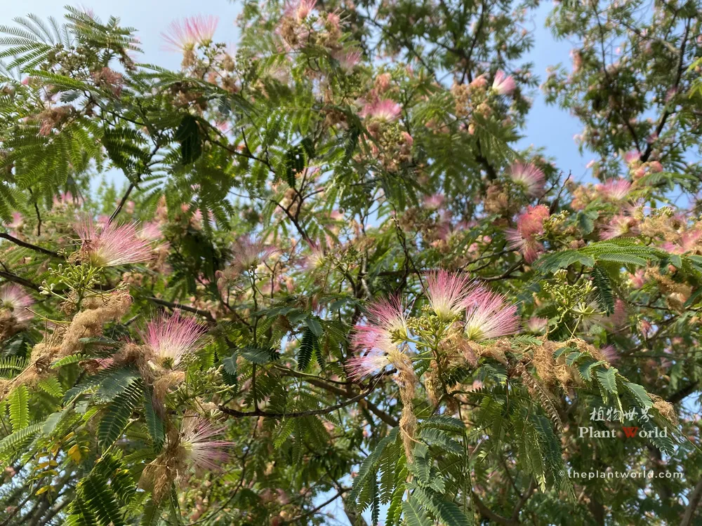 Low-angle shot looking up into Albizia julibrissin canopy, featuring abundant pink silk blossoms, feathery green bipinnate leaves against clear blue sky