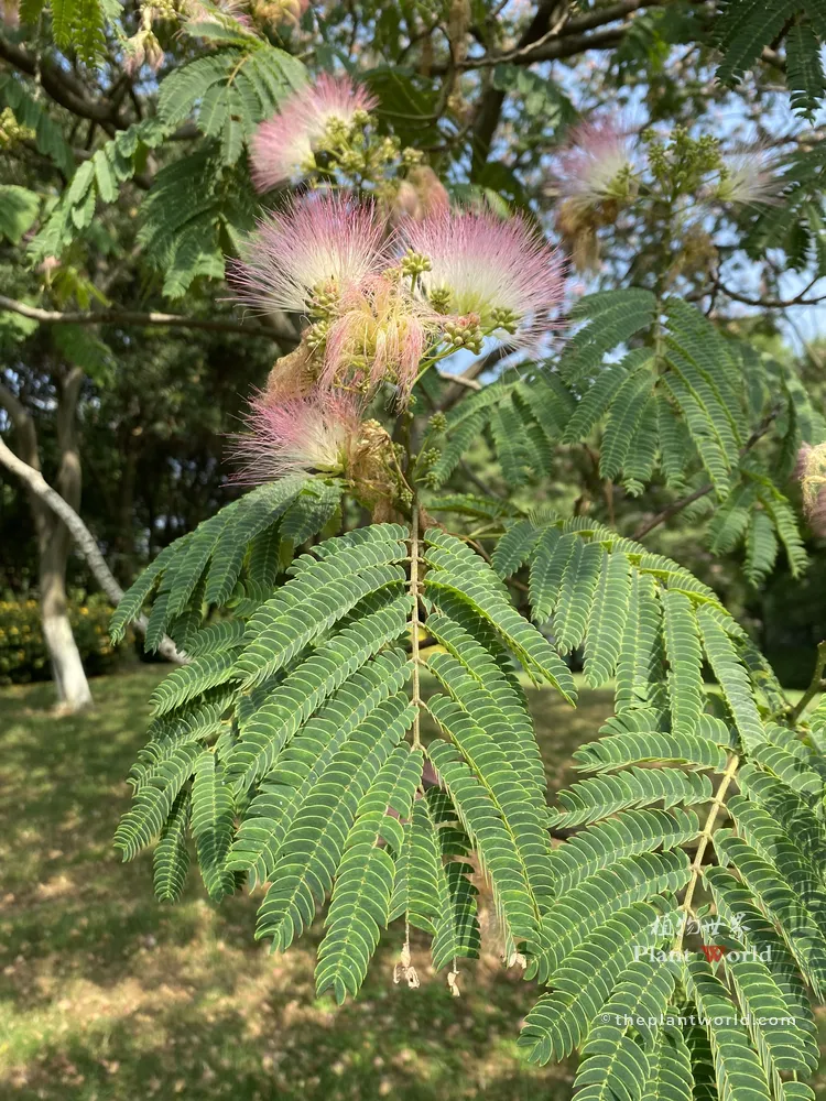 Close-up view of Albizia julibrissin (Hehuan tree, Persian Silk Tree), showing feathery bipinnate green leaves and distinctive fluffy pink powder-puff silk flowers