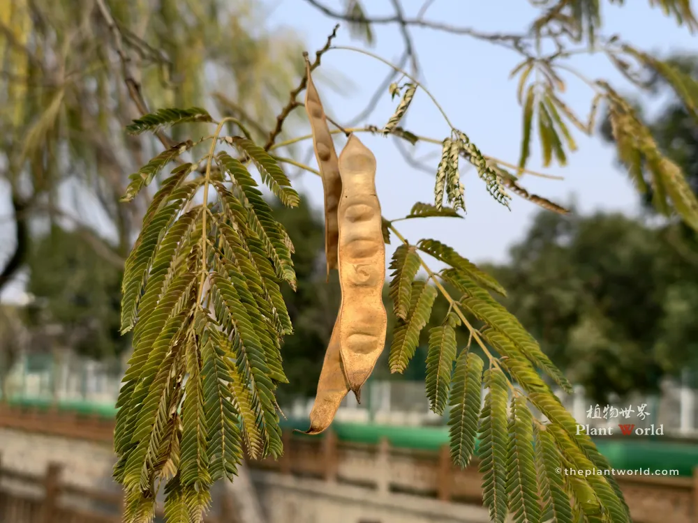Winter photograph of Albizia julibrissin (Persian Silk Tree, Hehuan tree) in Wuxi, China, showing mature dry brown seed pods hanging alongside lingering feathery green bipinnate leaves