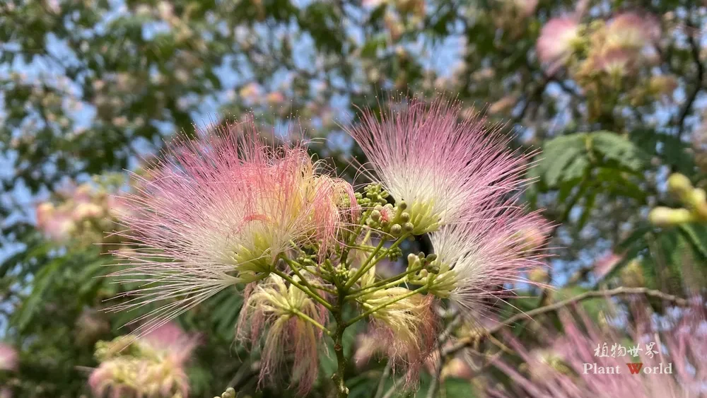 Extreme close-up of Albizia julibrissin (Hehuan tree, Persian Silk Tree) showcasing striking pink thread-like powder-puff flowers against green foliage and blue sky