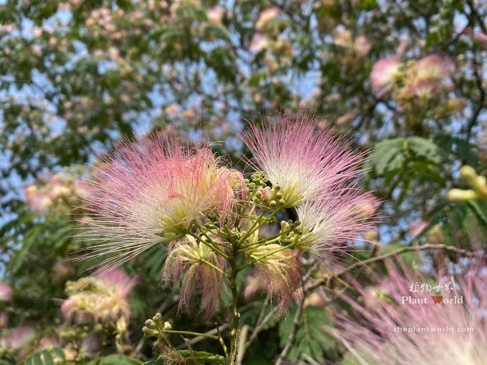 Extreme close-up of Albizia julibrissin (Hehuan tree, Persian Silk Tree) showcasing striking pink thread-like powder-puff flowers against green foliage and blue sky